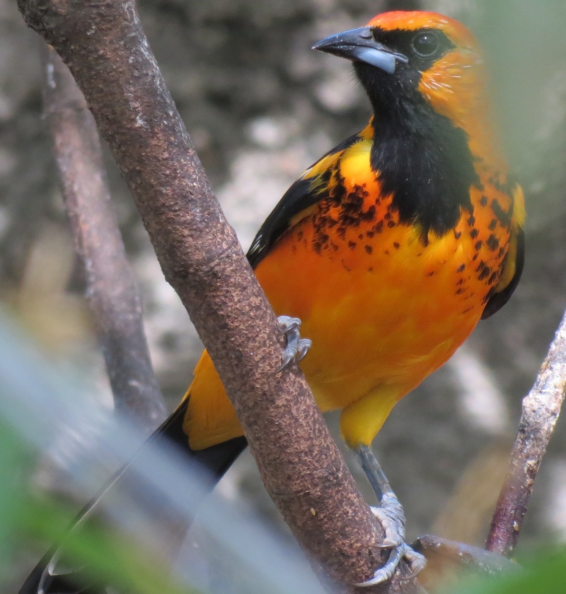 Spot-breasted Oriole - Nic Zimmer