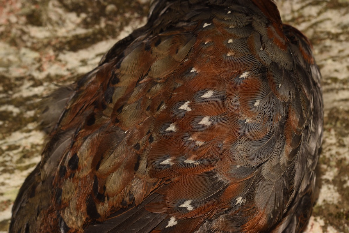Chestnut-breasted Partridge - ML420519001