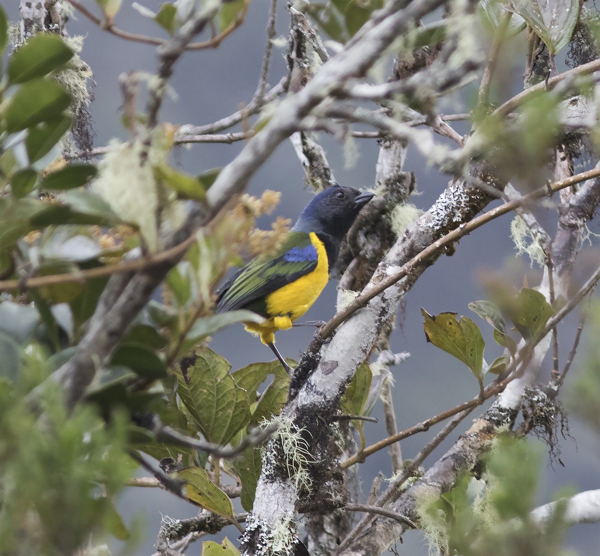 Black-chested Mountain Tanager - ML420525751