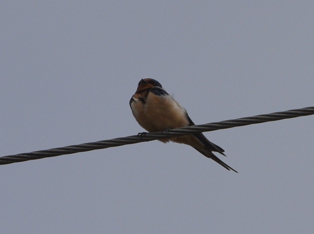 Barn Swallow - ML420525921