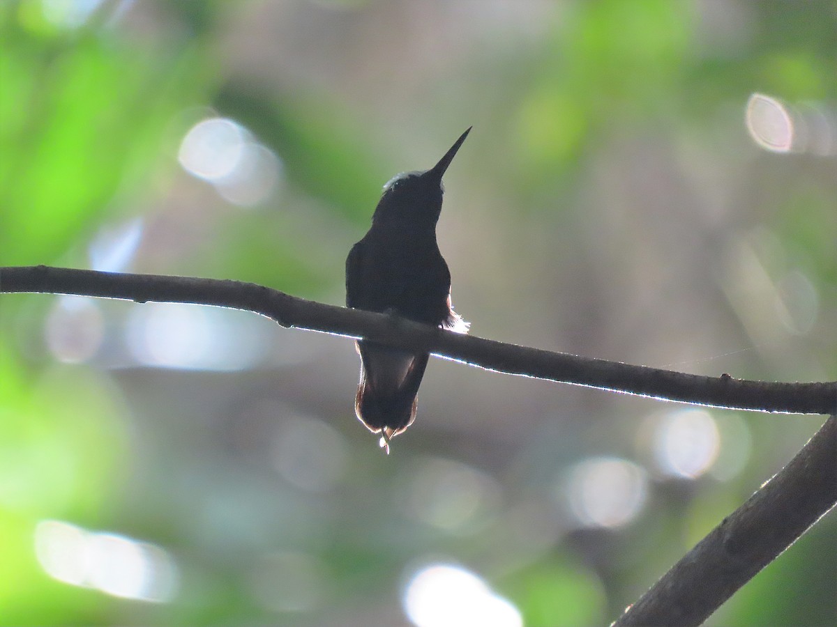 kolibřík běločelý - ML420527591