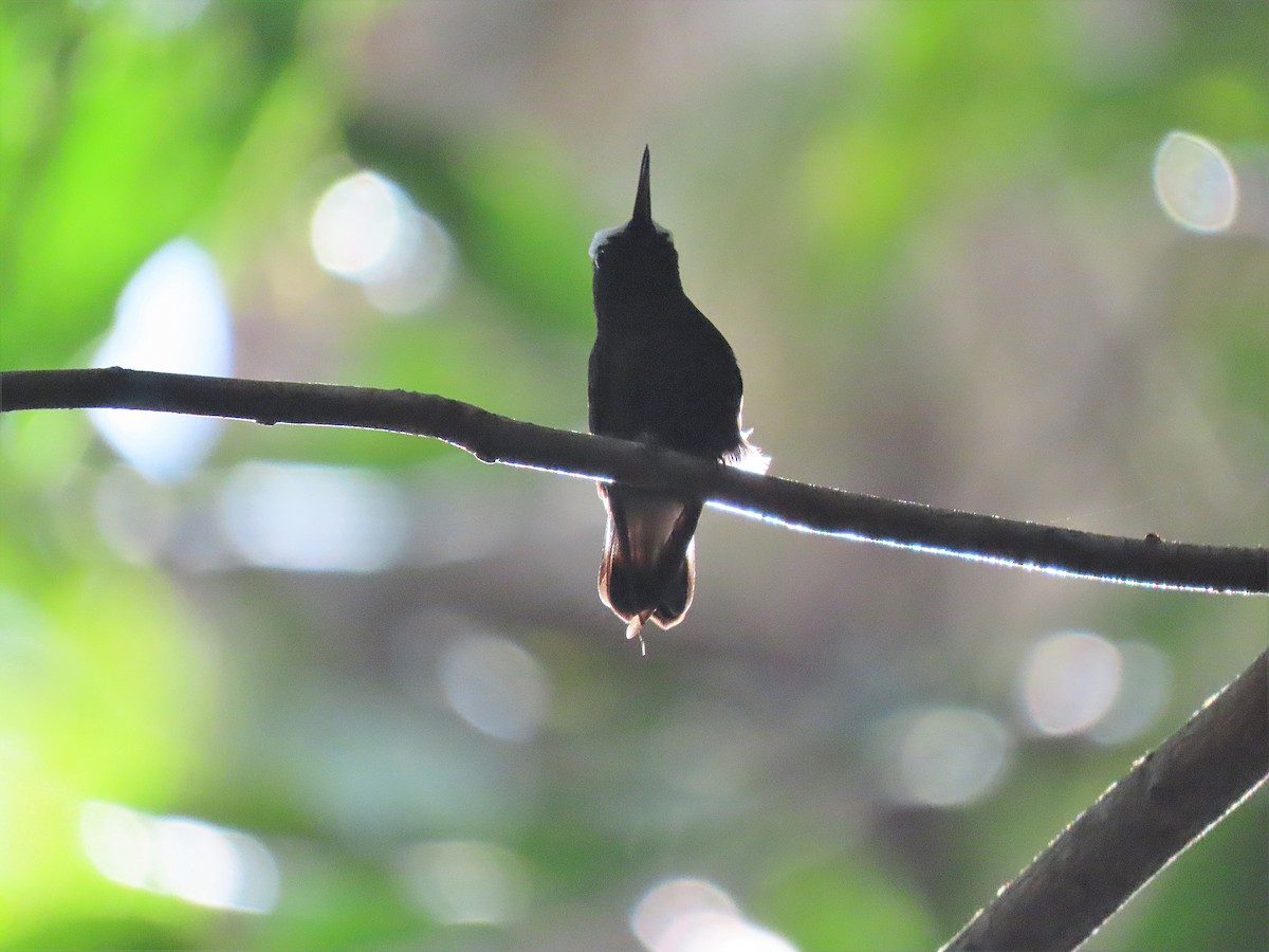 kolibřík běločelý - ML420527661