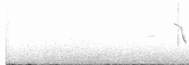 Tüpfelborstenvogel - ML420533031
