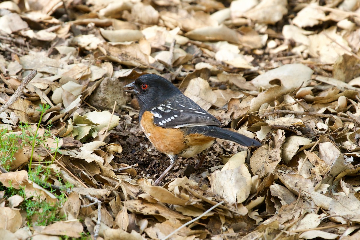 Spotted Towhee - ML420544211