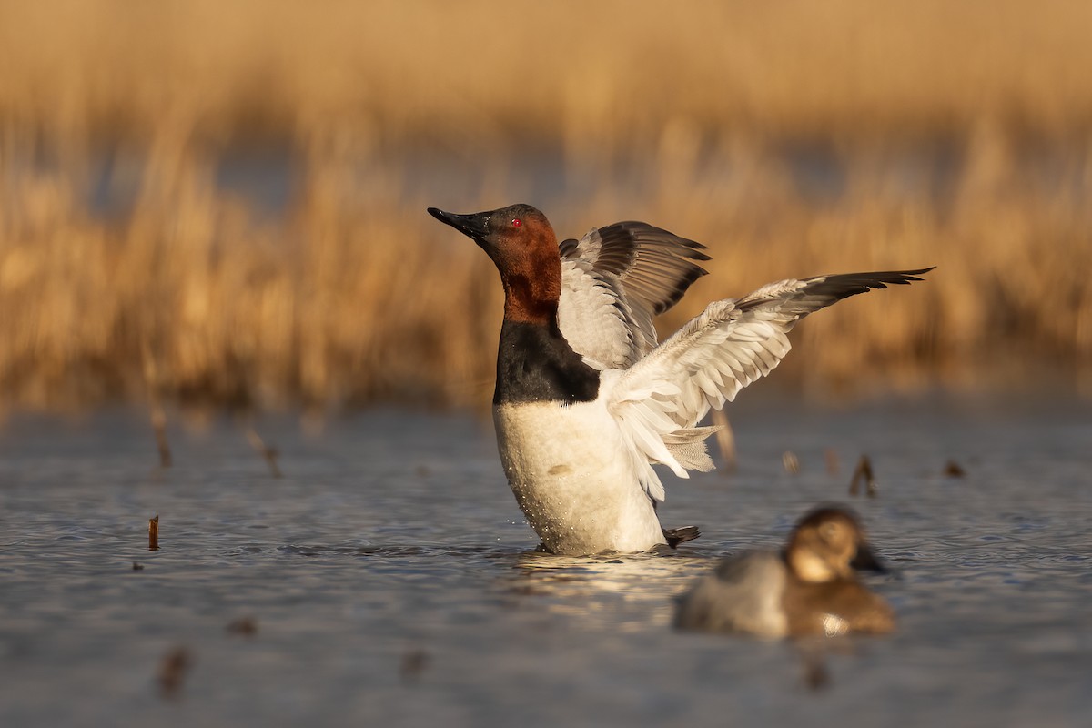 Canvasback - Geoff Newhouse