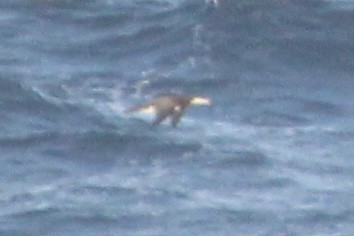 Brown Booby - ML420552771