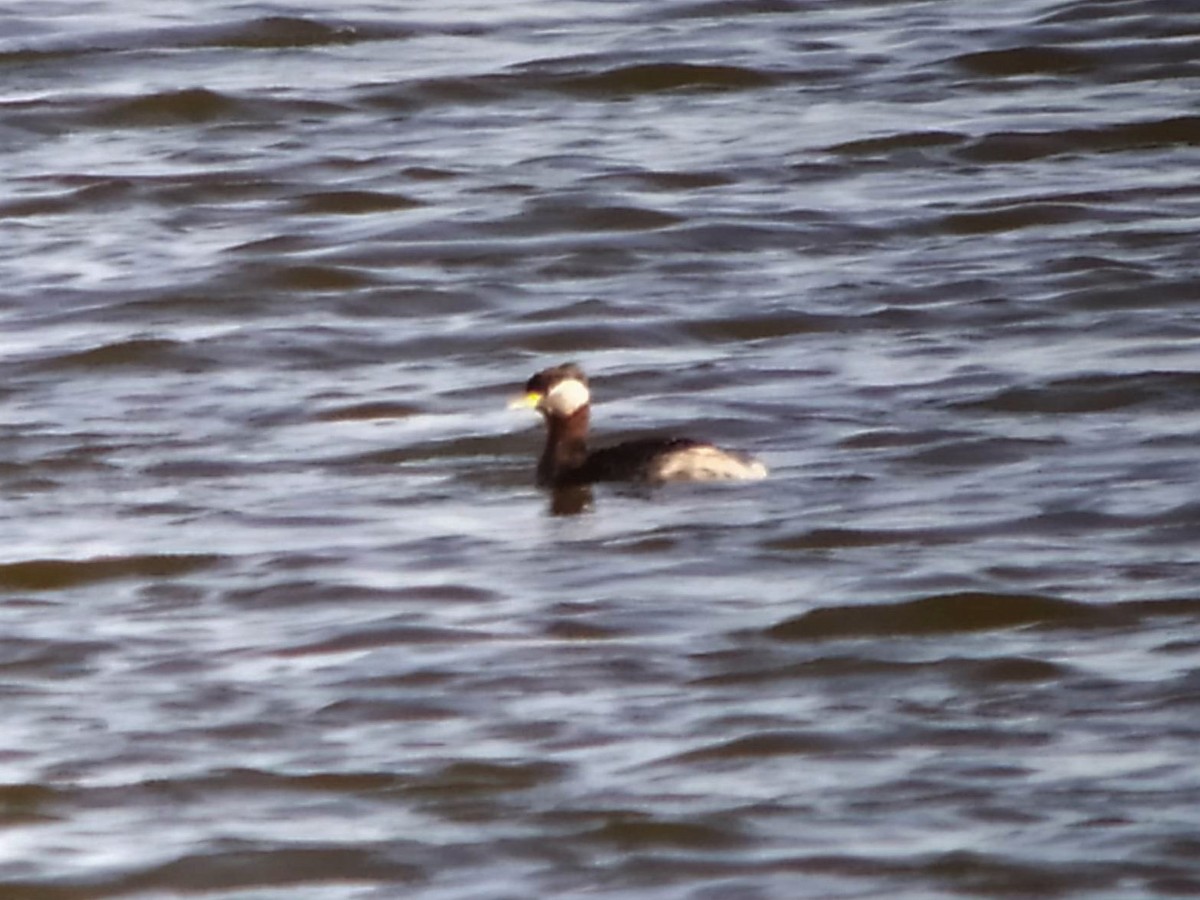 Red-necked Grebe - ML420557581