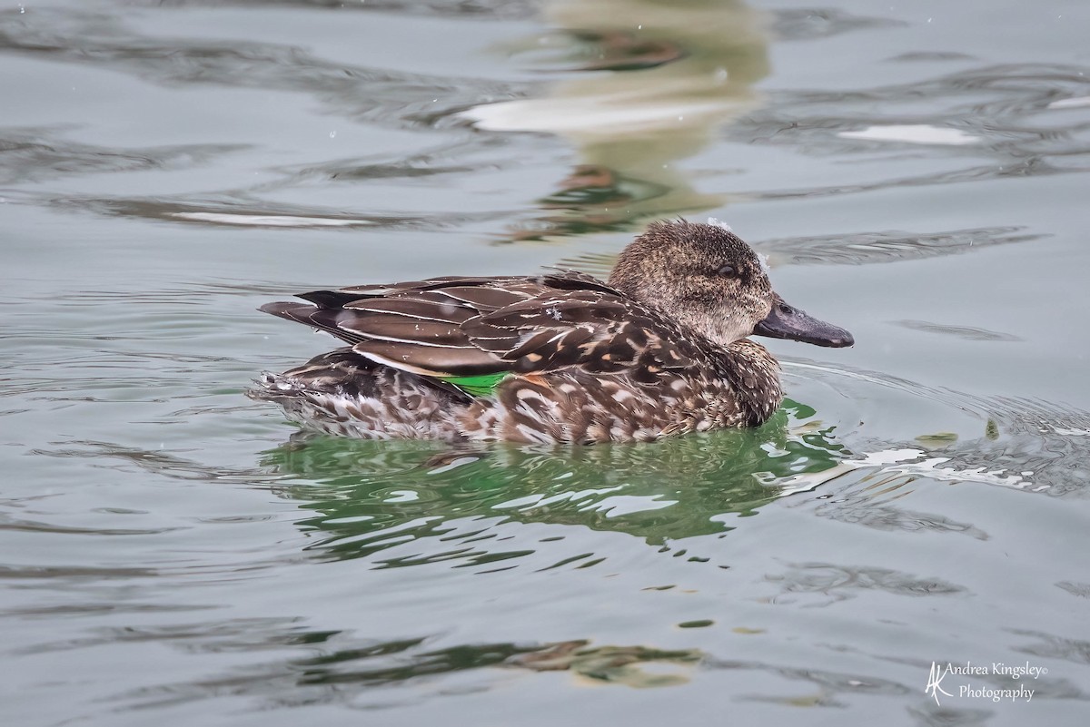 Green-winged Teal - ML420559341