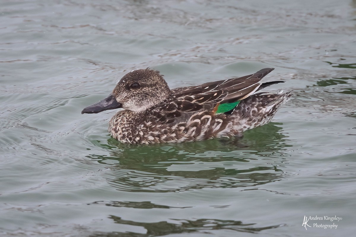 Green-winged Teal - ML420559351
