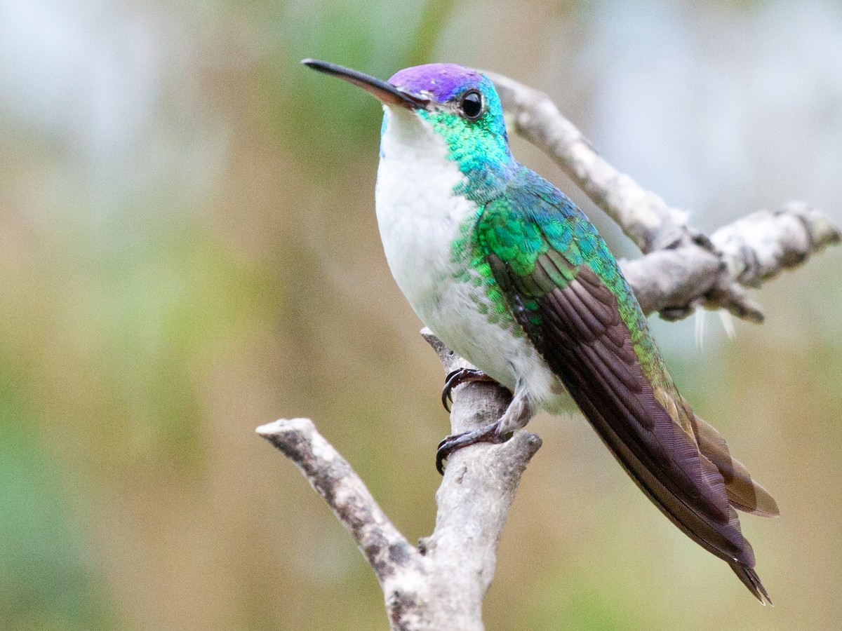 kolibřík andský - ML420564291