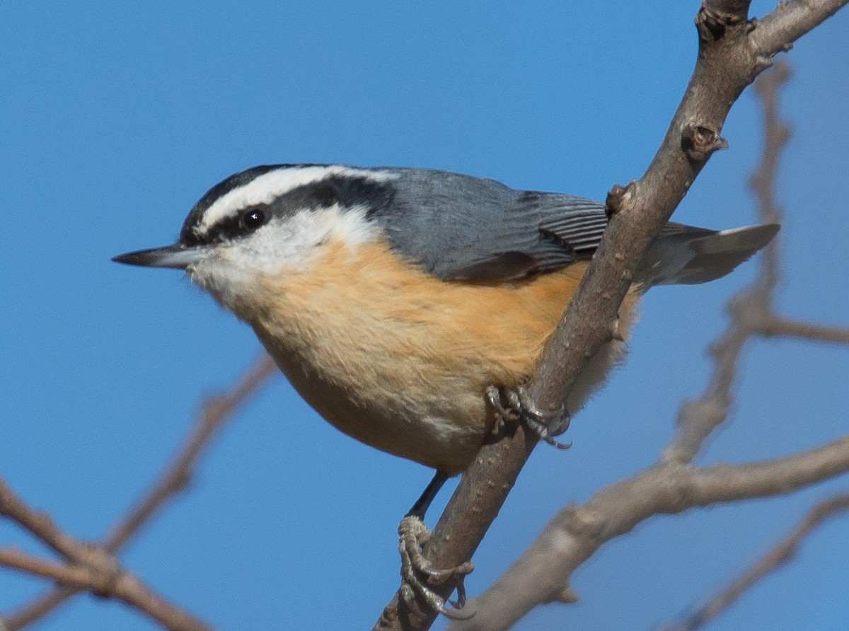 Red-breasted Nuthatch - Jack and Shirley Foreman