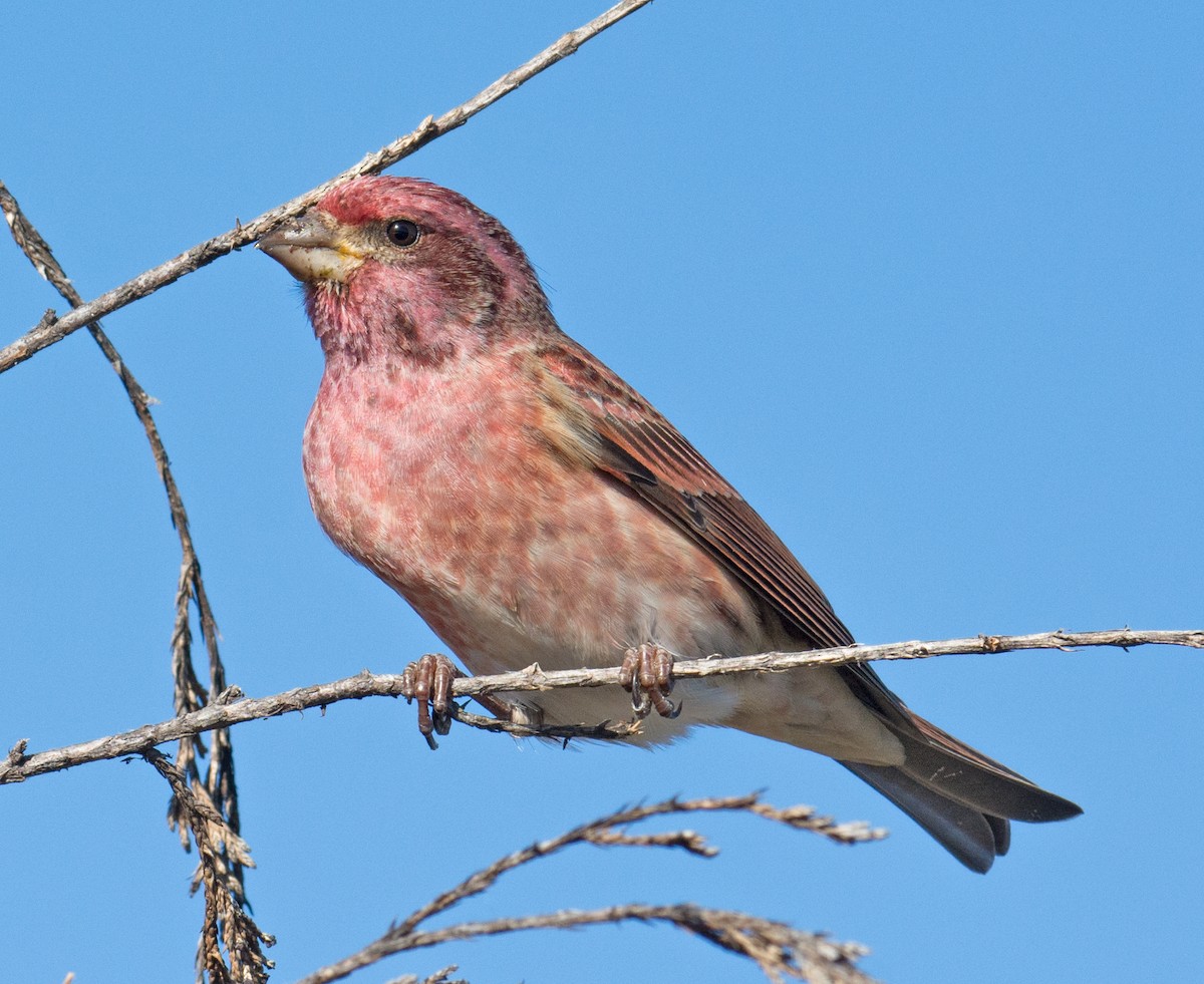 Purple Finch - Jack and Shirley Foreman