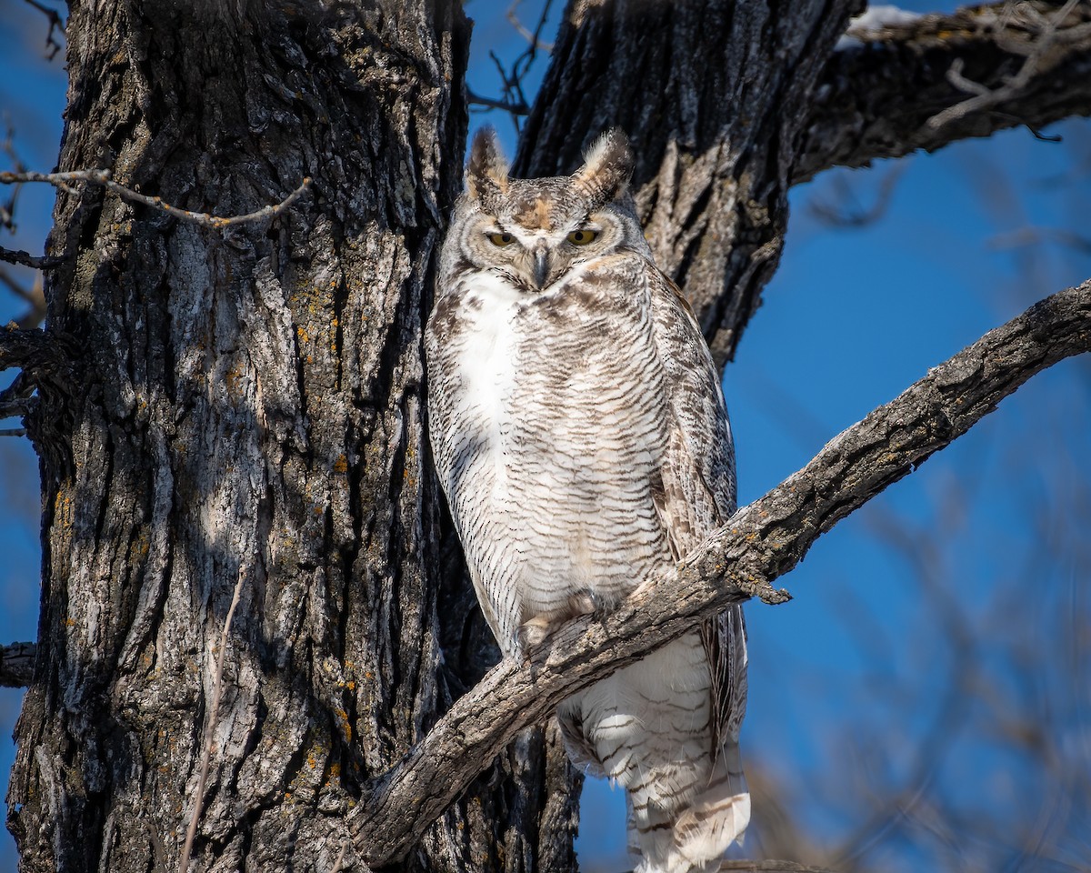 Great Horned Owl - ML420583721