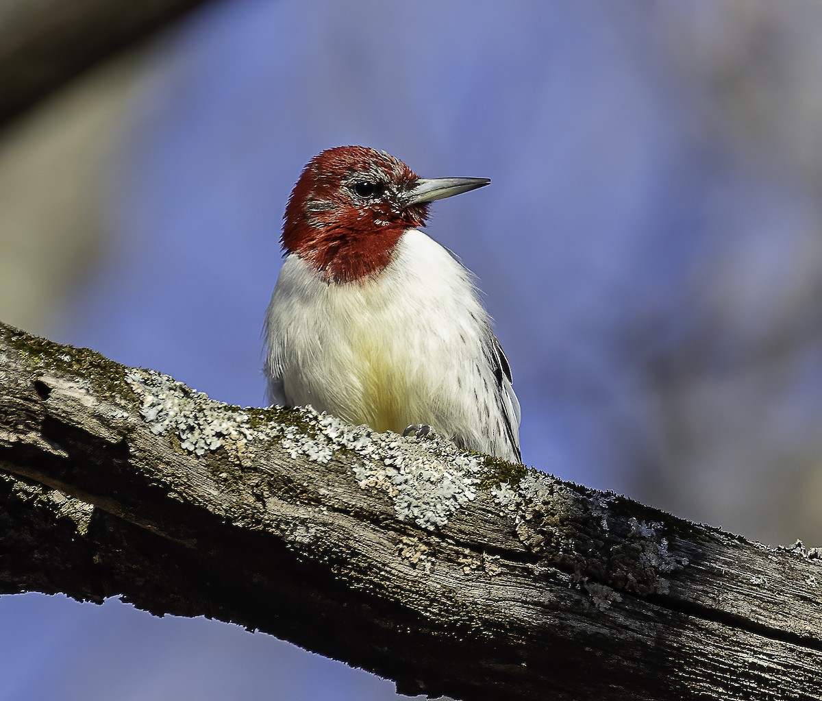 Red-headed Woodpecker - ML420593491