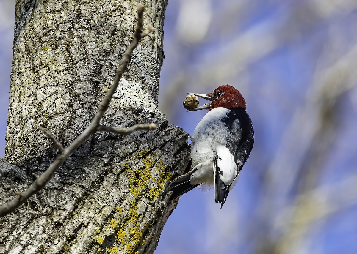 Red-headed Woodpecker - ML420593501