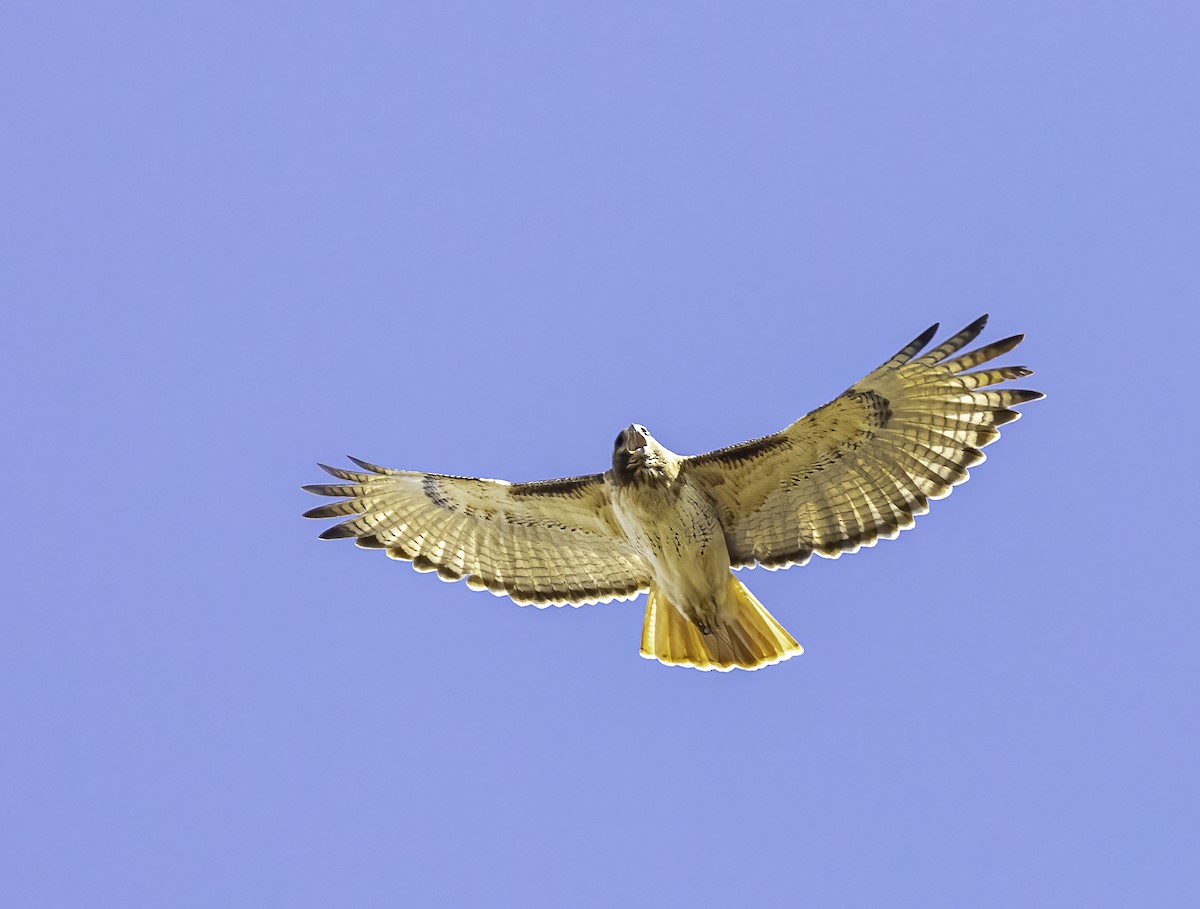 Red-tailed Hawk - ML420593731