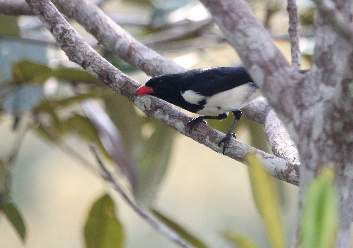 Red-billed Pied Tanager - ML42060181