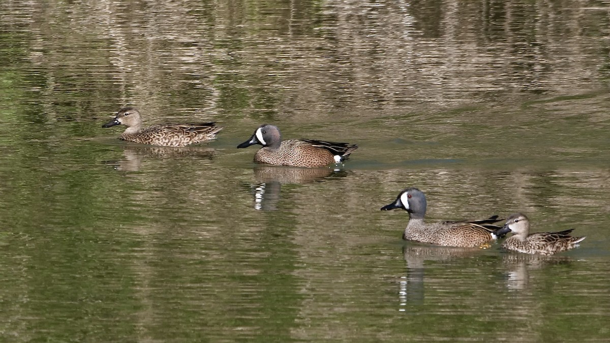 Blue-winged Teal - ML420603391