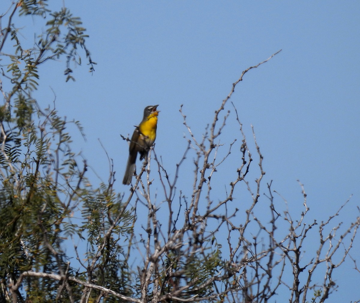 Yellow-breasted Chat - ML420605681