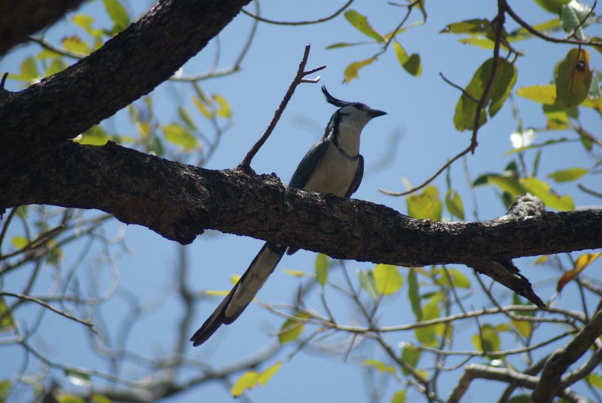 White-throated Magpie-Jay - ML42060591