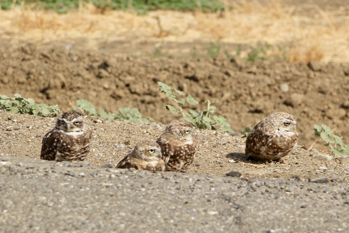 Burrowing Owl - Richard Sayles