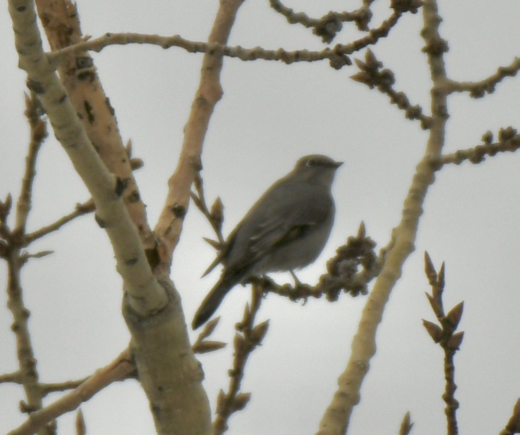 Townsend's Solitaire - ML420611341