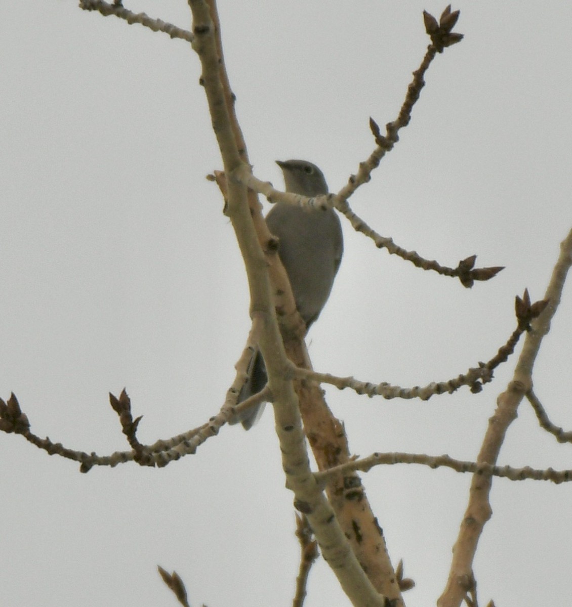 Townsend's Solitaire - ML420611351