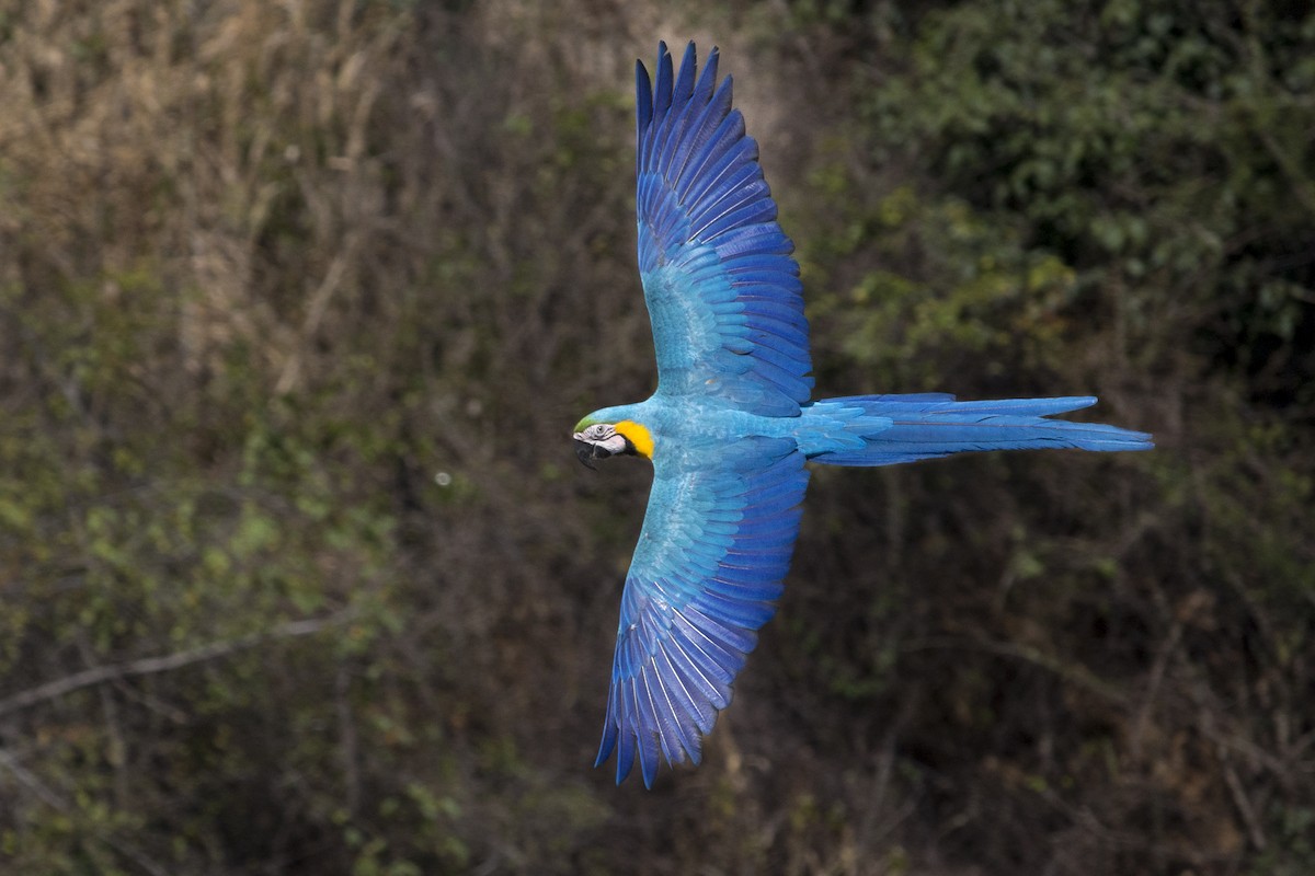 Blue-and-yellow Macaw - ML420617141