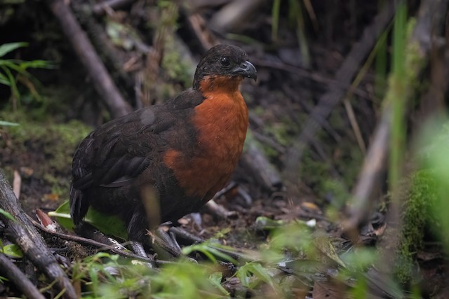 Dark-backed Wood-Quail