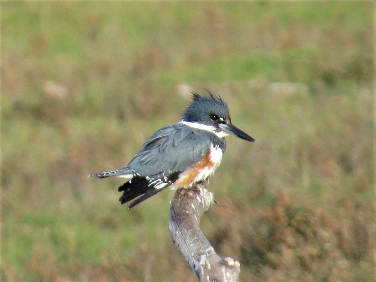 Belted Kingfisher - Maggie Smith