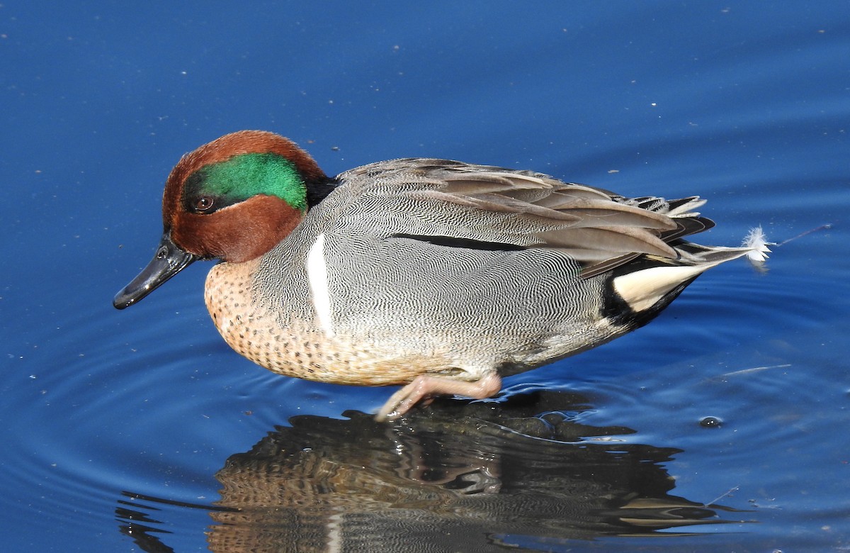 Green-winged Teal - ML420624661