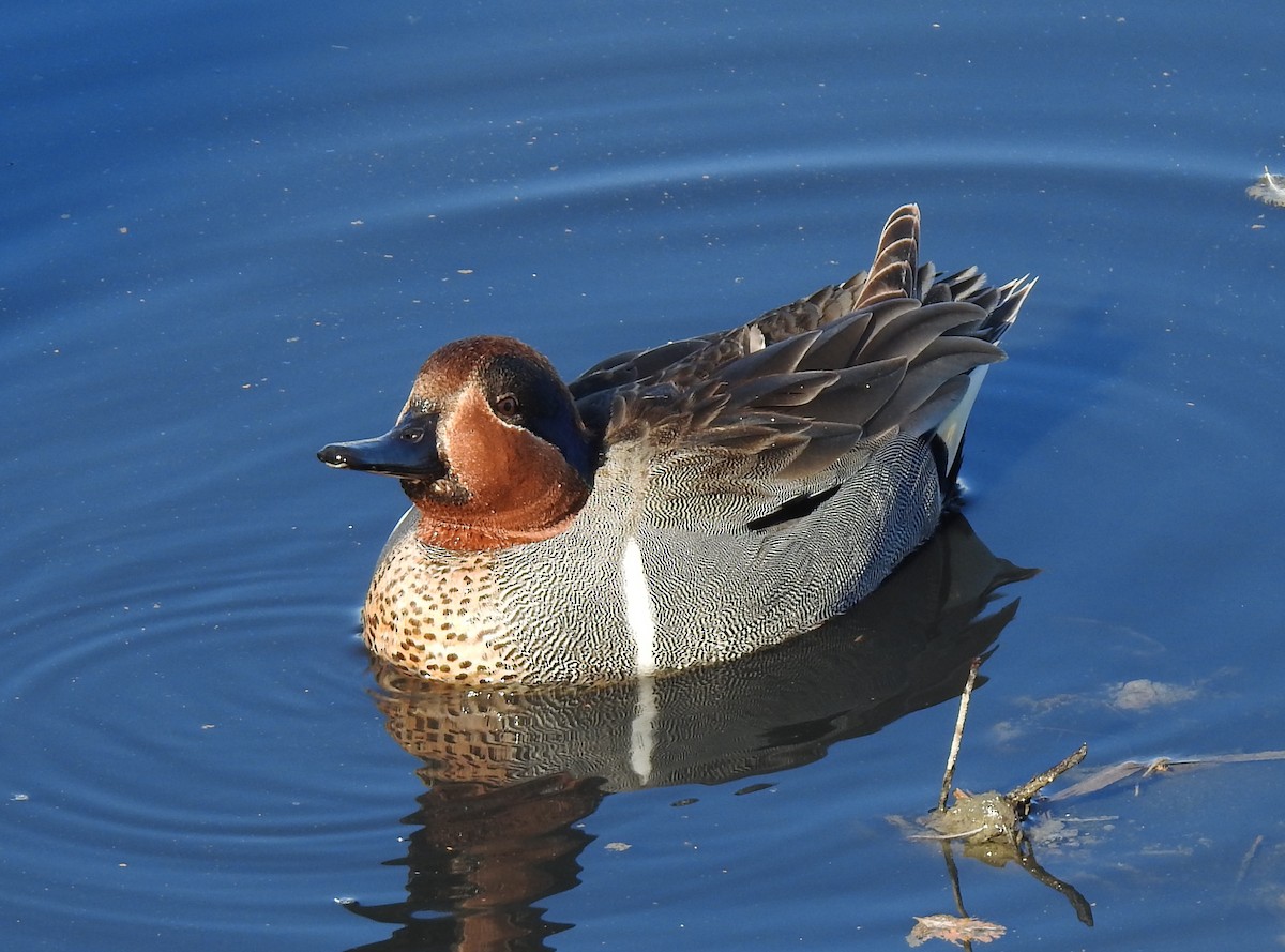 Green-winged Teal - ML420624751