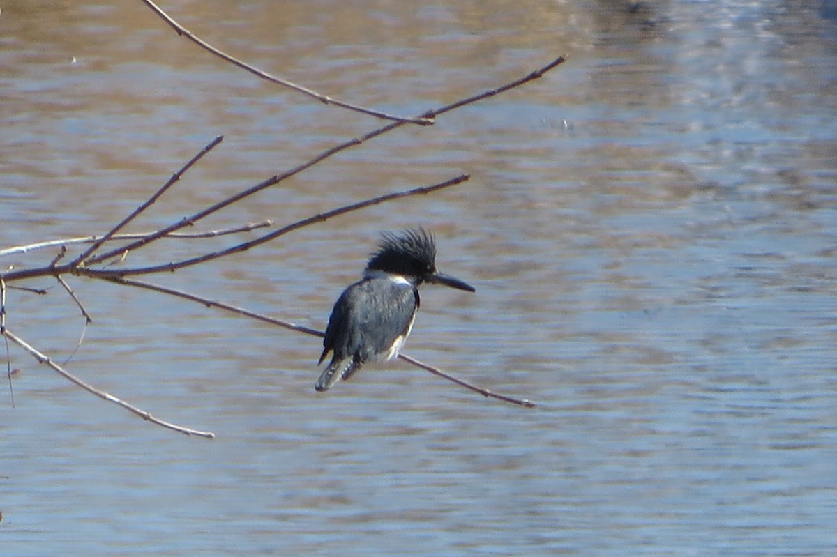Belted Kingfisher - ML420628161
