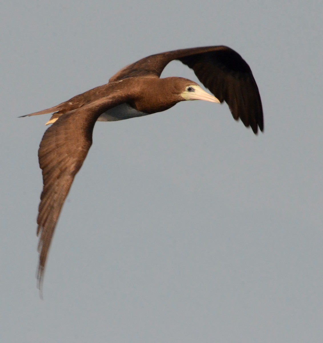 Brown Booby - ML42062821