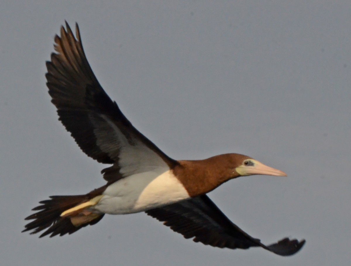 Brown Booby - ML42062831