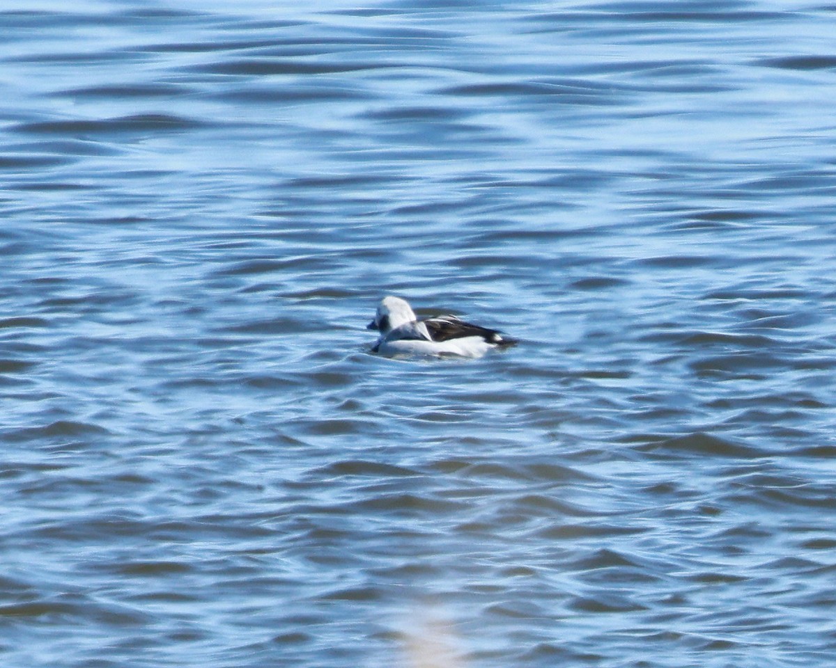 Long-tailed Duck - ML420628331