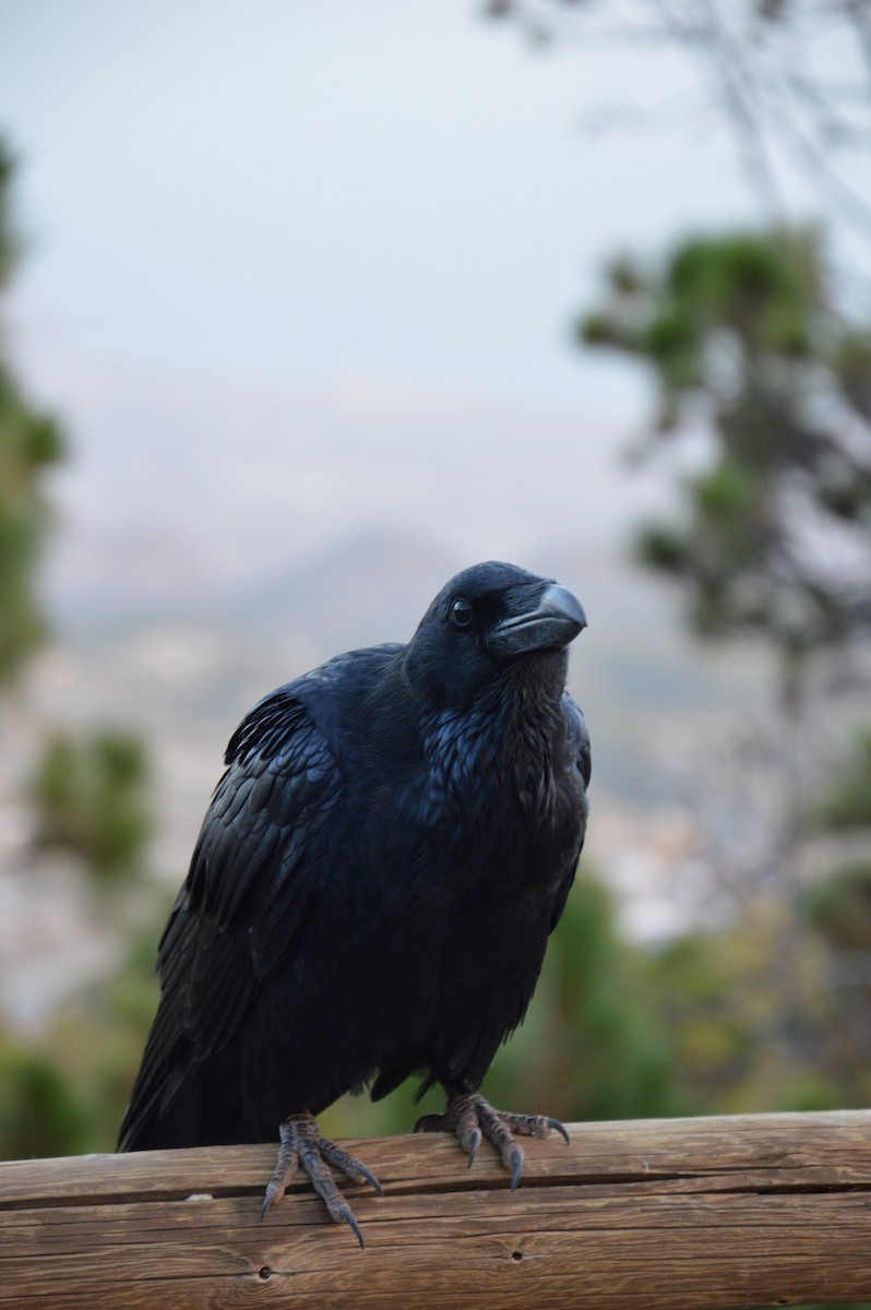 Common Raven - Donald Davesne