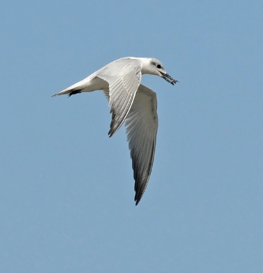 Gull-billed Tern - Steven Mlodinow