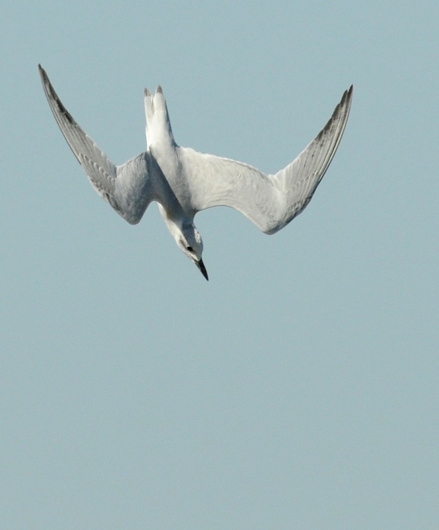 Gull-billed Tern - ML42063351