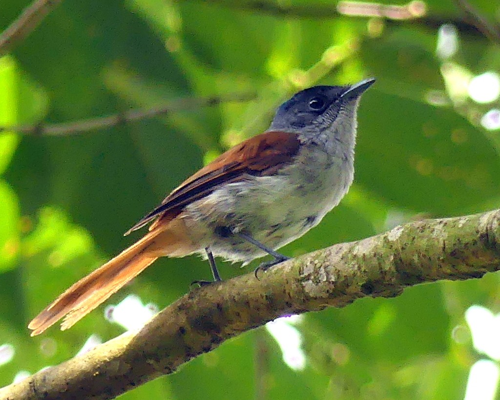 Sao Tome Paradise-Flycatcher - ML420636321