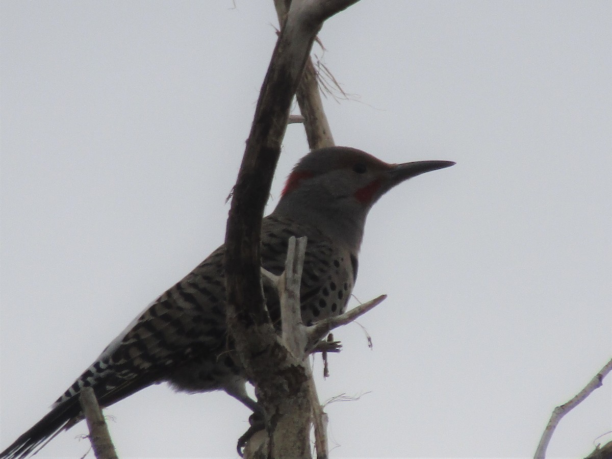 Northern Flicker (Yellow-shafted x Red-shafted) - ML420636851