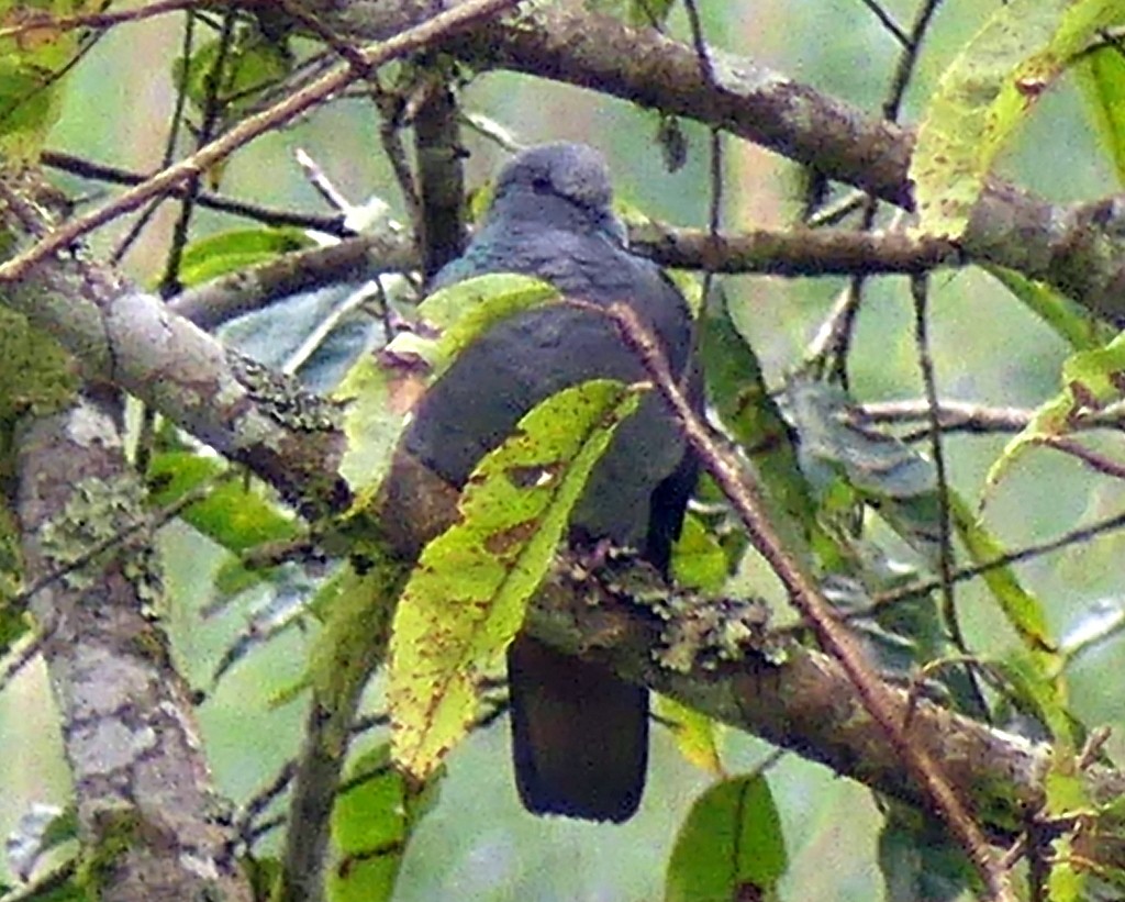 Sao Tome Pigeon - ML420637631