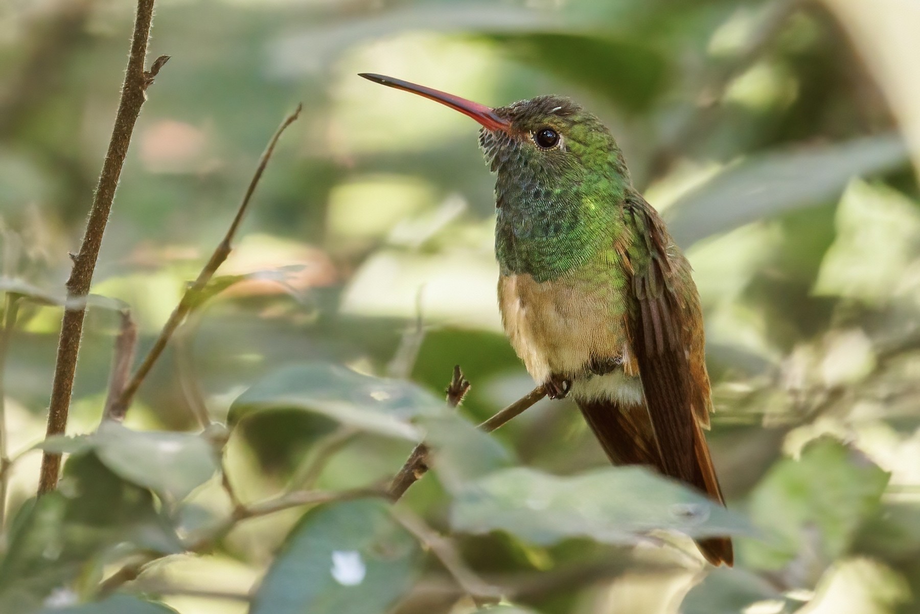 Buff-bellied Hummingbird (Northern) - eBird