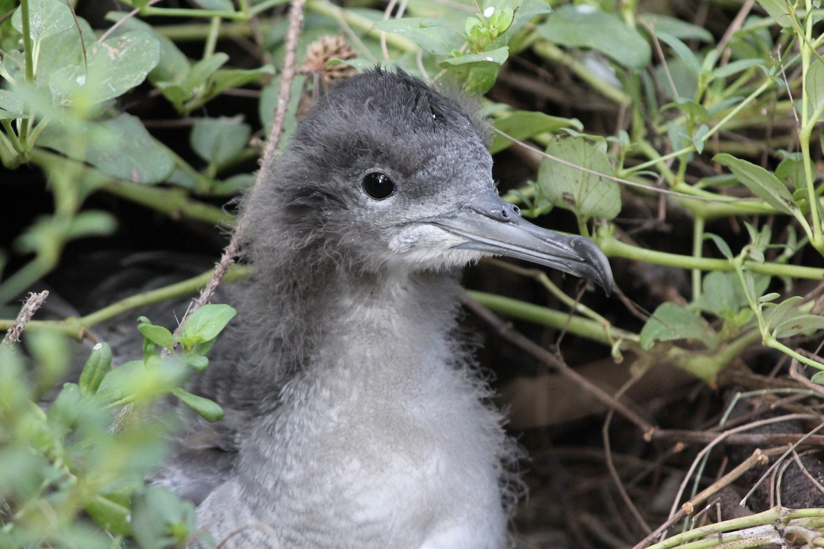 Wedge-tailed Shearwater - Will Kennerley