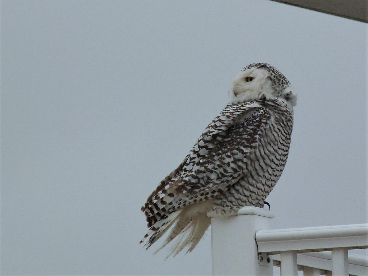Snowy Owl - ML420644071