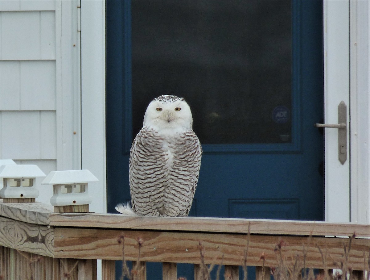 Snowy Owl - ML420644141