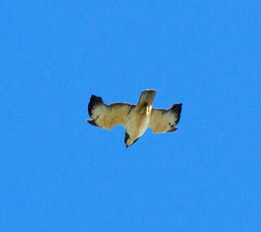 Short-tailed Hawk - Scott Berglund