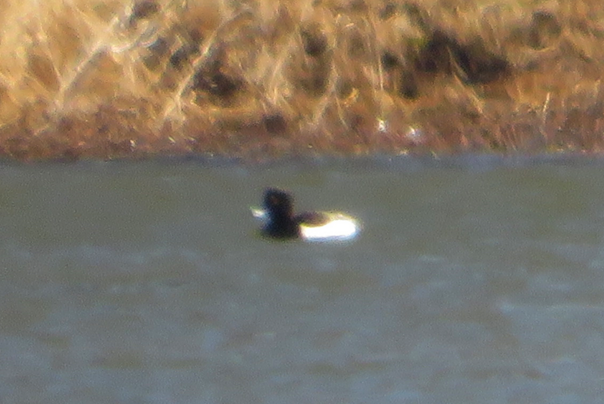 Tufted Duck - ML420651241