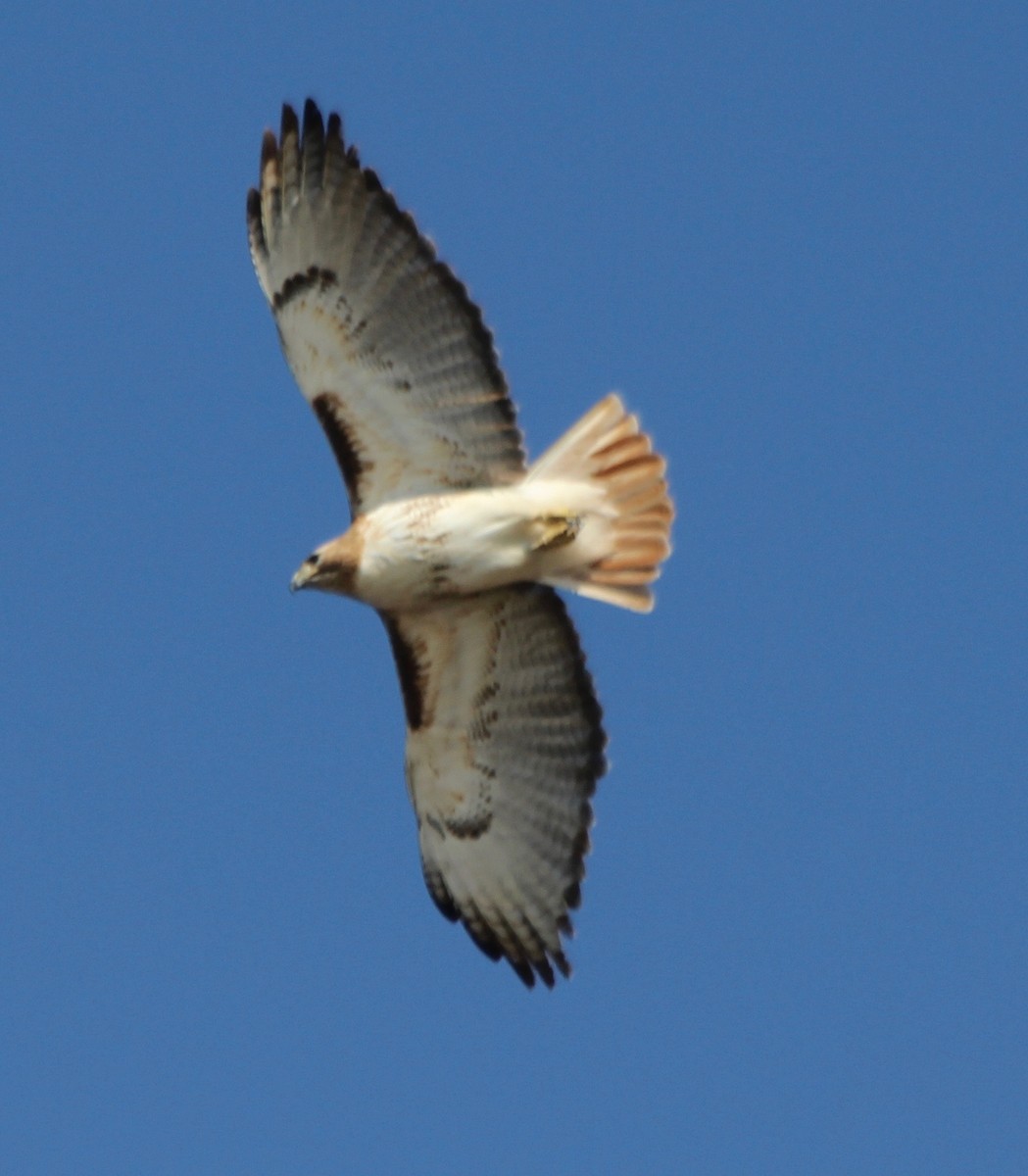 Red-tailed Hawk - David Brotherton, cc
