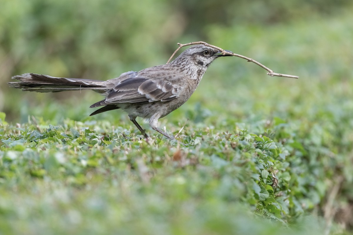 Long-tailed Mockingbird - ML420659761